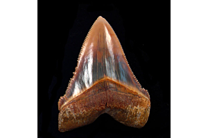 The Ultimate Collector’s Guide: The Advantages Of Owning A Megalodon Tooth