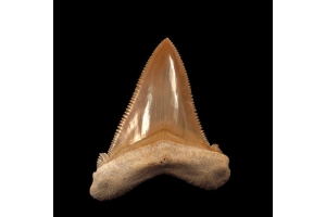 Prehistoric Treasure: Angustidens Shark Fossils