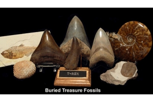 The Science Behind Megalodon Tooth Hunting: Geological Processes and Identification