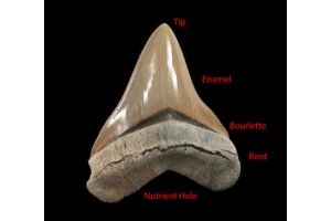 When the Meg was Real: Megalodon Teeth Fossils Tell the Tale