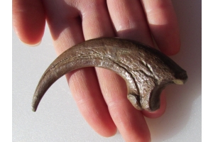 How Fossilized Raptor Claws Bring Dinosaurs to Life