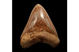 The Economic And Cultural Significance Of Megalodon Teeth