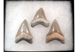 A Guide To Owning Your Own Megalodon Tooth Collection 