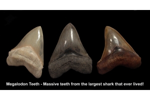 The Fascinating Legacy of Megalodon Tooth Fossils