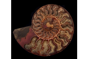 From the Bygone Era: Introducing the Madagascar Ammonites