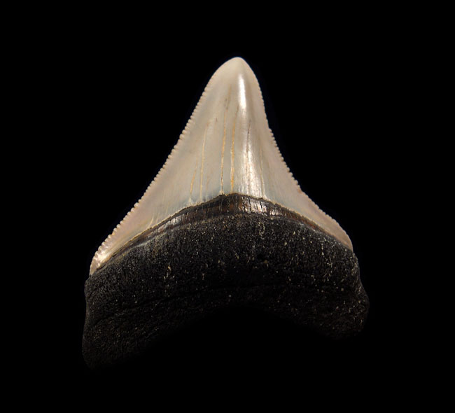 Exotic Megalodon Teeth