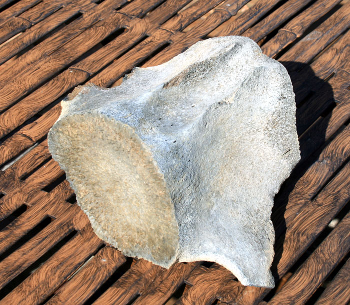 Fossil whale vertebra for sale: BuriedTreasureFossils