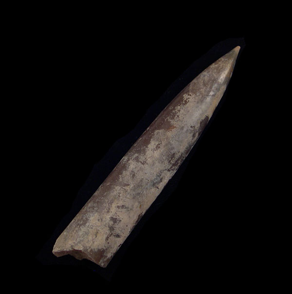 Belemnites