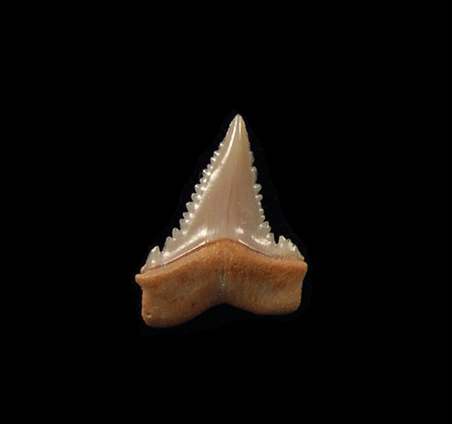 Great White Shark Teeth for Sale