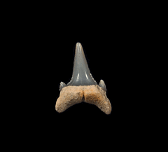 Rare Argentine Carcharoides totuserratus tooth | Buried Treasure Fossils