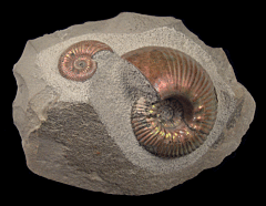 Cleoniceras ammonite | Buried Treasure Fossils