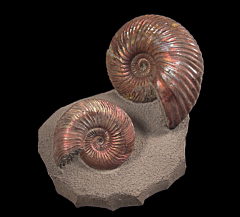 Cleoniceras ammonite | Buried Treasure Fossils