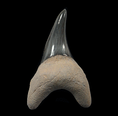 Parotodus benedeni tooth - Australia | Buried Treasure Fossils