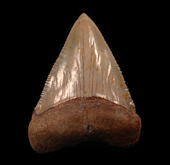 Gem Chilean Great White shark tooth for sale | Buried Treasure Fossils