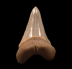 Great White shark tooth for sale with bite marks | Buried Treasure Fossils