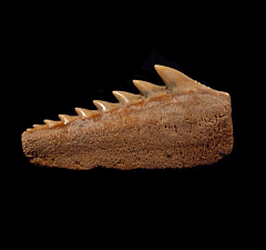 Chilean Cow shark lower jaw tooth for sale | Buried Treasure Fossils