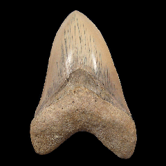 Caribbean Megalodon shark tooth for sale | Buried Treasure Fossils