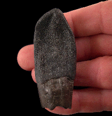 Jurassic Camarasaurus tooth for sale | Buried Treasure Fossils