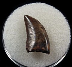 Nannotyrannus Tooth for Sale | Buried Treasure Fossils