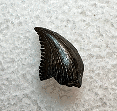 Rare Hell Creek Troodon tooth for sale | Buried Treasure Fossils