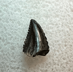 Horseshoe Canyon Troodon tooth for sale| Buried Treasure Fossils