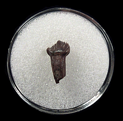 Pachychephalosaurus tooth | Buried Treasure Fossils