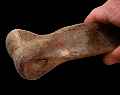 Struthiomimus metatarsal for sale | Buried Treasure Fossils