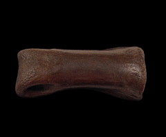 Struthiomimus toe bone | Buried Treasure Fossils  