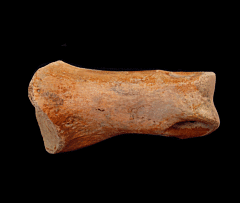 Struthiomimus altus toe bone | Buried Treasure Fossils