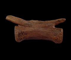 Struthiomimus caudal vertebra for sale | Buried Treasure Fossils