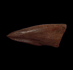 Struthiomimus pes claw | Buried Treasure Fossils