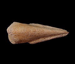 Struthiomimus manus claw for sale | Buried Treasure Fossils