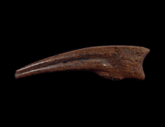 Struthiomimus manus claw | Buried Treasure Fossils