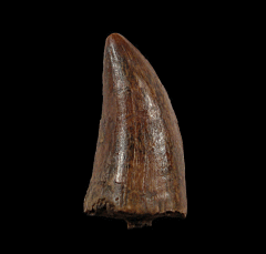 Extra large Tyrannosaurus rex tooth for sale (T. Rex) | Buried Treasure Fossils