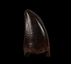 Tyrannosaurus rex tooth | Buried Treasure Fossils