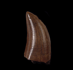 Large Albertosaurus tooth for sale | Buried Treasure Fossils