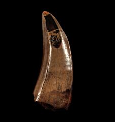 Albertosaurus tooth for sale | Buried Treasure Fossils