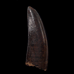 Daspletosaurus juvenile tooth | Buried Treasure Fossils