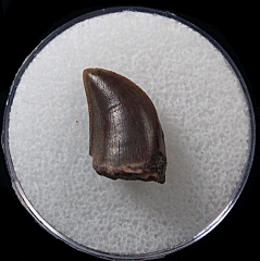 Daspletosaurus juvenile tooth | Buried Treasure Fossils