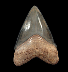 Florida BV Megalodon tooth for sale | Buried Treasure Fossils