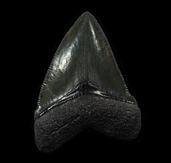 Florida BV Megalodon tooth for sale | Buried Treasure Fossils