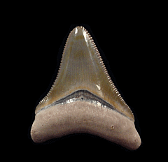 Florida BV Megalodon tooth for sale | Buried Treasure Fossils