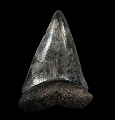 Florida Mako shark tooth | Buried Treasure Fossils