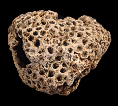 Solenastrea bournoni coral for sale | Buried Treasure Fossils