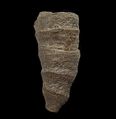 Paulactis sp. - Horn Coral