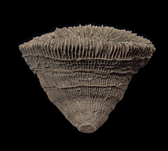 Aulosmilia archiaci solitary coral from Spain | Buried Treasure Fossils