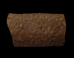 Lepidodendron trunk | Buried Treasure Fossils