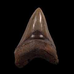 Real Georgia Megalodon tooth for sale | Buried Treasure Fossils