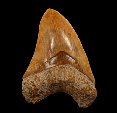 Large Indonesian Megalodon tooth for sale | Buried Treasure Fossils