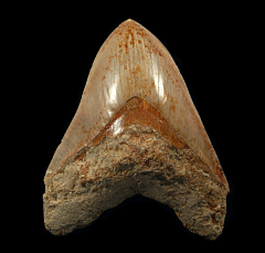 West Java Otodus megalodon | Buried Treasure Fossils